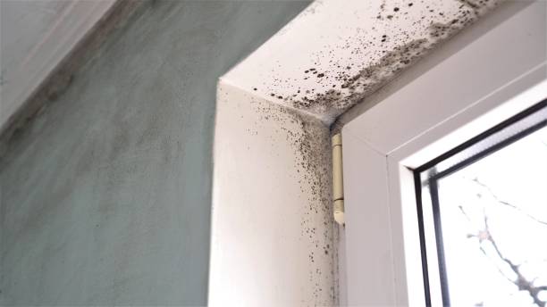 Best Mold Removal for HVAC Installations  in Dexter, GA