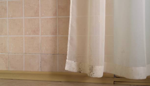  Dexter, GA Mold Removal Pros