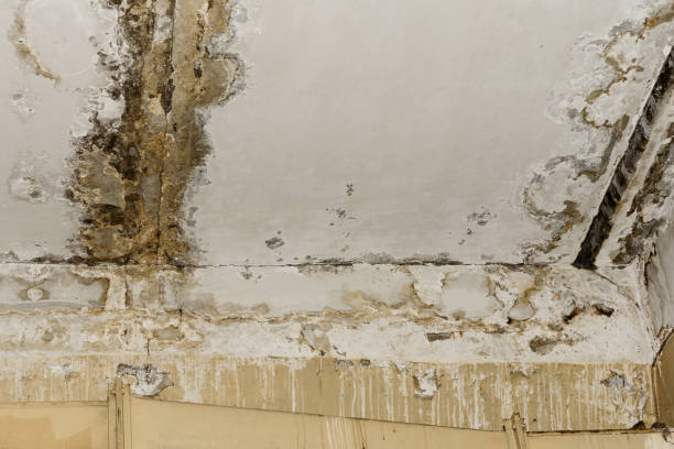 Best Commercial Mold Inspection  in Dexter, GA