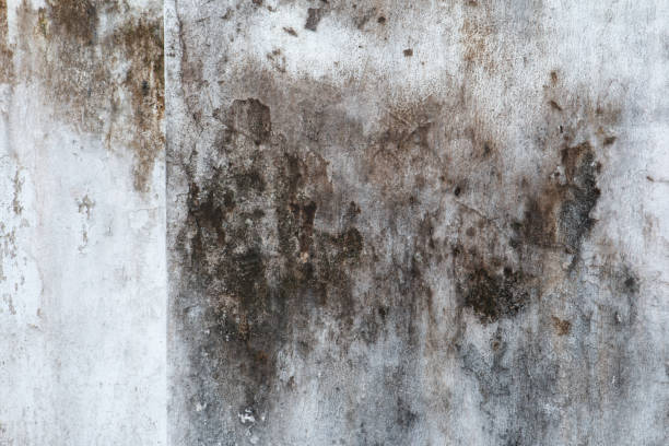 Best Water Damage & Mold Remediation  in Dexter, GA