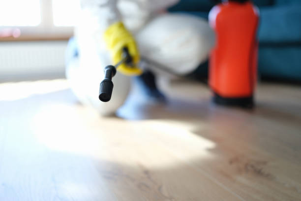 Best Mold Damage Restoration  in Dexter, GA