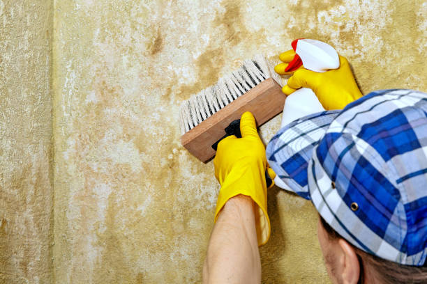 Best Air Quality Testing for Mold Spores  in Dexter, GA