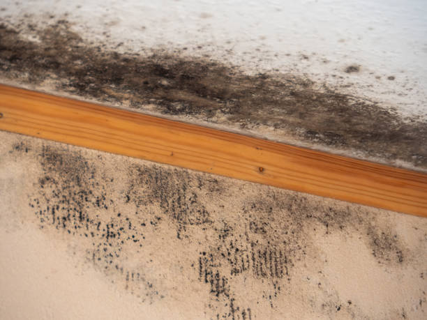 Best Mold-Related Health Consultation  in Dexter, GA