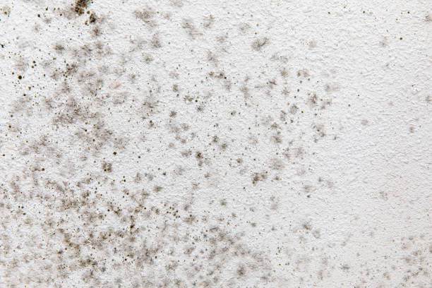 Best Commercial Mold Inspection  in Dexter, GA