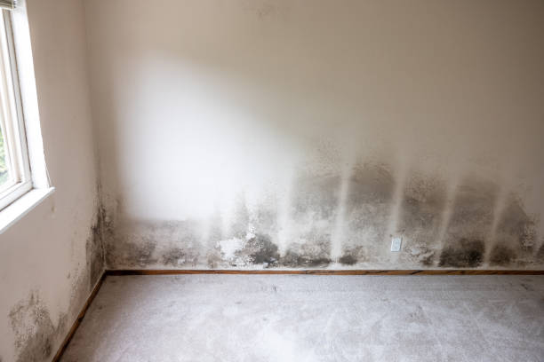 Best Residential Mold Inspection & Testing  in Dexter, GA