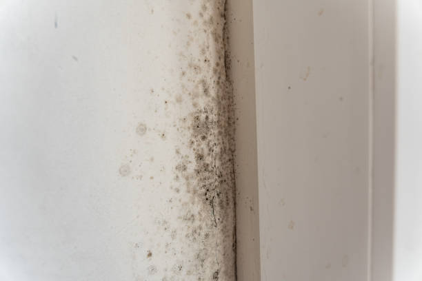 Best HVAC Mold Inspection and Cleaning  in Dexter, GA